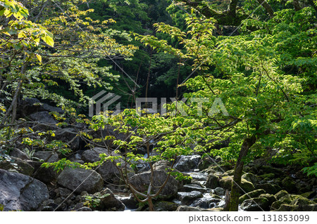 朝陽下的新綠：世界自然遺產屋久島森林 131853099