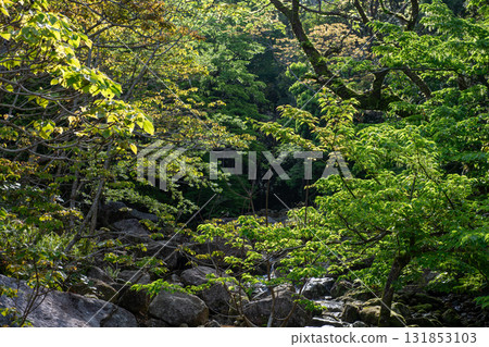 Fresh greenery shining in the morning sun: Yakushima Forest, a World Natural Heritage Site Fresh greenery shining in the morning sun: Yakushima Forest, a World Natural Heritage Site 131853103