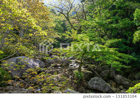 Fresh greenery shining in the morning sun: Yakushima Forest, a World Natural Heritage Site 131853104