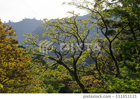 朝陽下的新綠:世界自然遺產屋久島森林 朝陽下的新綠:世界自然遺產屋久島森林 131853115