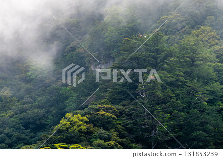西部林道地區的山脈中,新綠盎然。屋久島是世界自然遺產。 西部林道地區的山脈中,新綠盎然。屋久島是世界自然遺產。 131853239