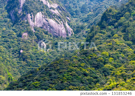 Fresh greenery shines in the mountains of the Western Forest Road area. Yakushima, a World Natural Heritage Site. Fresh greenery shines in the mountains of the Western Forest Road area. Yakushima, a World Natural Heritage Site. 131853246