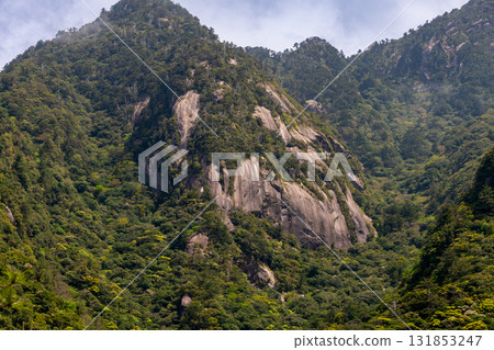 Fresh greenery shines in the mountains of the Western Forest Road area. Yakushima, a World Natural Heritage Site. 131853247
