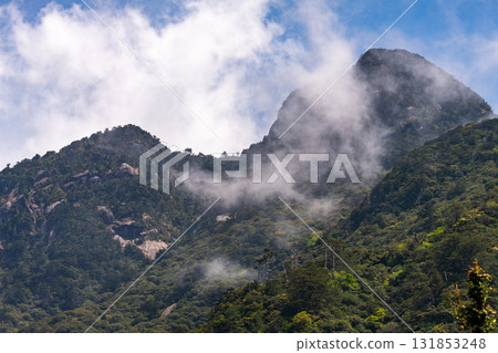 Fresh greenery shines in the mountains of the Western Forest Road area. Yakushima, a World Natural Heritage Site. Fresh greenery shines in the mountains of the Western Forest Road area. Yakushima, a World Natural Heritage Site. 131853248