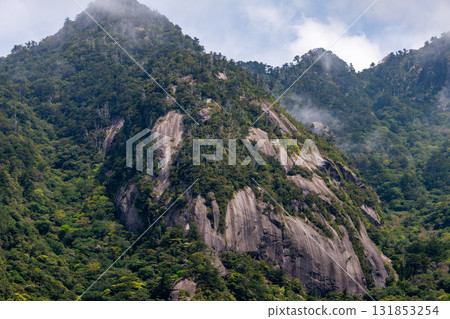 Fresh greenery shines in the mountains of the Western Forest Road area. Yakushima, a World Natural Heritage Site. Fresh greenery shines in the mountains of the Western Forest Road area. Yakushima, a World Natural Heritage Site. 131853254