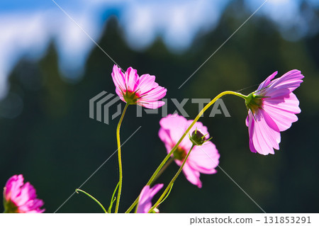 Cosmos blooming in the autumn fields 131853291