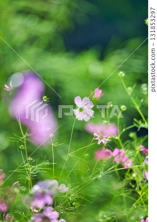 Cosmos blooming in the autumn fields Cosmos blooming in the autumn fields 131853297