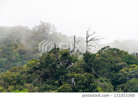 Just like a sumi-e painting: Yakushima, a World Natural Heritage Site (Spring) Just like a sumi-e painting: Yakushima, a World Natural Heritage Site (Spring) 131853300