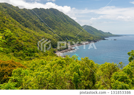Fresh greenery shines in the Western Forest Road area of Yakushima, a World Natural Heritage Site 131853386