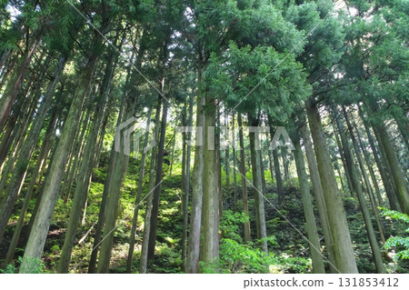 Cedar forest Cedar forest 131853412