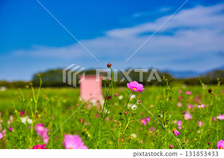 宮殿之下大波斯菊廣園迎來了大波斯菊季 131853433