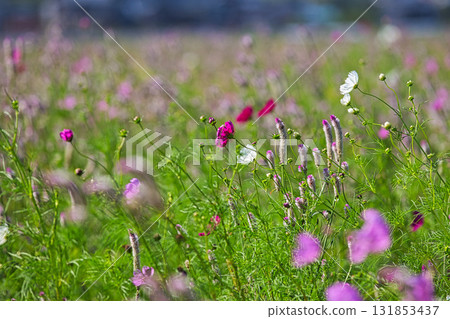 Cosmos season has arrived at Miyanoshita Cosmos Hiroen Cosmos season has arrived at Miyanoshita Cosmos Hiroen 131853437