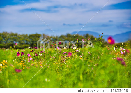 Cosmos season has arrived at Miyanoshita Cosmos Hiroen Cosmos season has arrived at Miyanoshita Cosmos Hiroen 131853438
