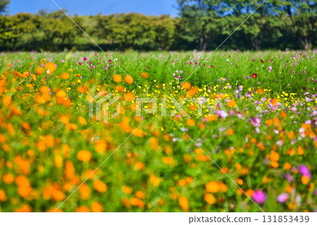 宮殿之下大波斯菊廣園迎來了大波斯菊季 宮殿之下大波斯菊廣園迎來了大波斯菊季 131853439
