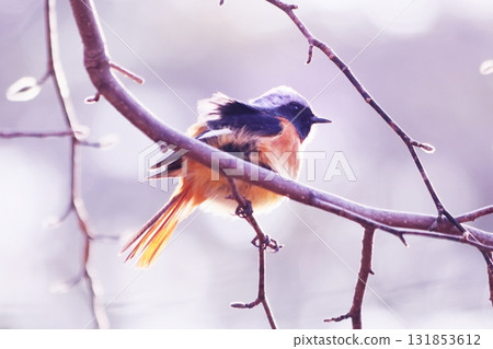 A Daurian Redstart blowing in the wind on a branch A Daurian Redstart blowing in the wind on a branch 131853612