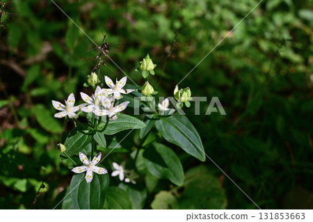 White flowers of Akebonosou and ants 131853663