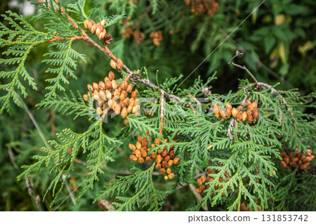Thuja cones on evergreen branch, close-up, horizontal frame Thuja cones on evergreen branch, close-up, horizontal frame 131853742