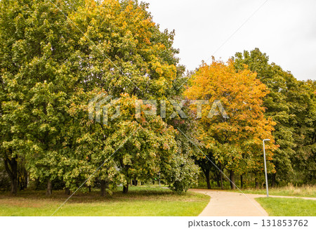 Autumn trees and a curved pedestrian path in an urban park 131853762