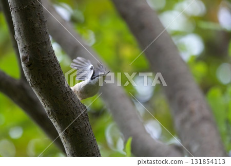 Nuthatch taking off Nuthatch taking off 131854113