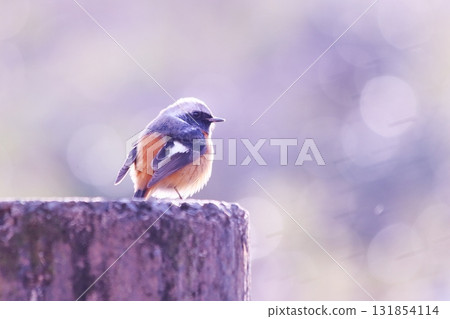 A cute Daurian redstart perched on a post A cute Daurian redstart perched on a post 131854114