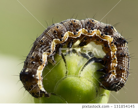Helicoverpa armigera larvae nibbling on flower buds 131854145