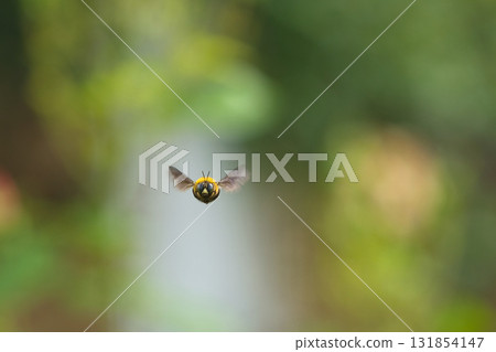 飛翔的木蜂 131854147