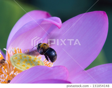 一隻木蜂在蓮花上休息 131854148