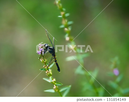一隻普通的藍鷸停在莖上 131854149