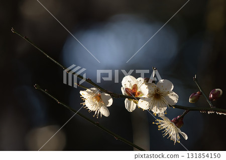 white plum blossom white plum blossom 131854150