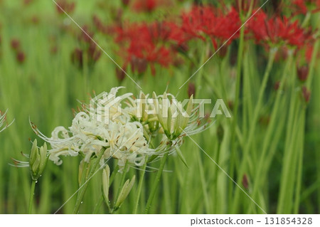 白色和紅色的蜘蛛百合 白色和紅色的蜘蛛百合 131854328