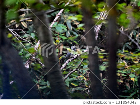 I encountered a kingfisher in the forest I encountered a kingfisher in the forest 131854342
