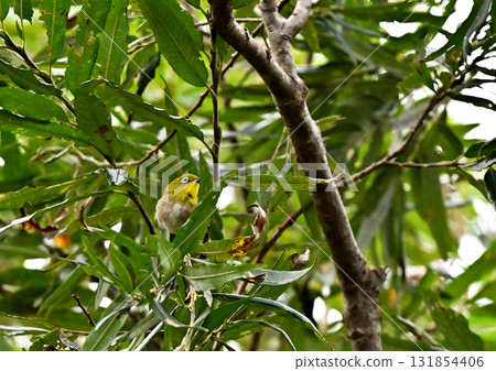Whitetail staying on a branch 131854406