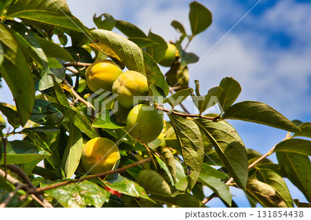 Satoyama的瀑布 131854438