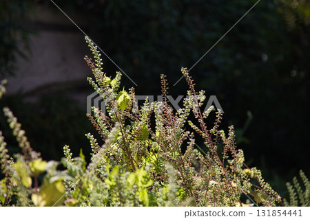 Falls of Satoyama Falls of Satoyama 131854441
