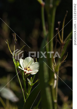Falls of Satoyama 131854442