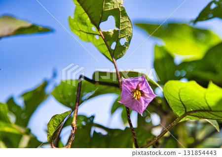 Falls of Satoyama Falls of Satoyama 131854443