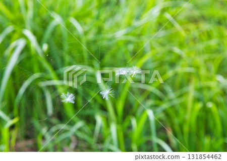 Falls of Satoyama 131854462