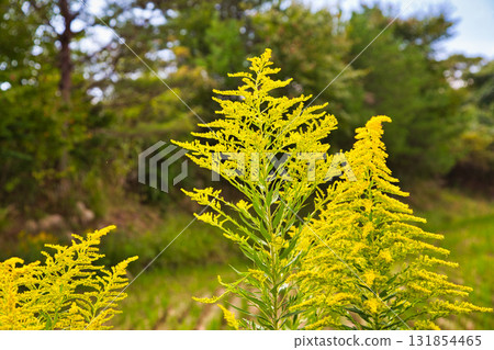 Satoyama的瀑布 Satoyama的瀑布 131854465