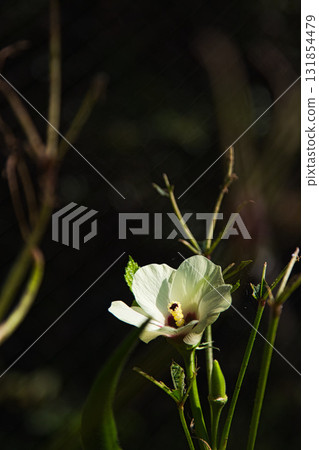 Satoyama的瀑布 Satoyama的瀑布 131854479