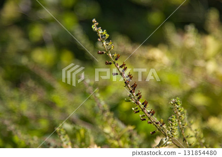 Satoyama的瀑布 131854480