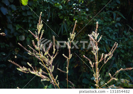 Falls of Satoyama 131854482