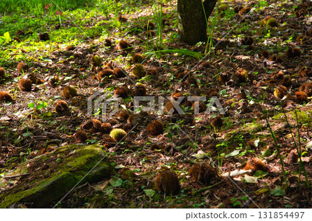 Satoyama的瀑布 Satoyama的瀑布 131854497