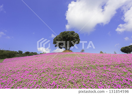 Petunia fields and blue skies spread across the hills of Mother Farm 131854596