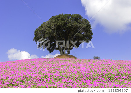 Petunia fields and blue skies spread across the hills of Mother Farm 131854597