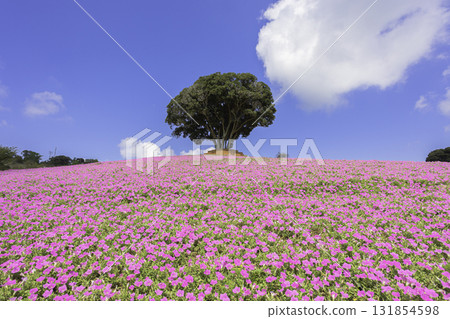Petunia fields and blue skies spread across the hills of Mother Farm 131854598