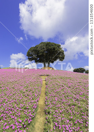 Petunia fields and blue skies spread across the hills of Mother Farm 131854600