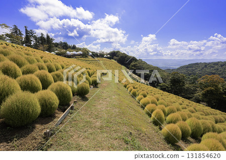 金色的藜蘆和蔚藍的秋日天空，在母親牧場的山丘上蔓延開來 131854620