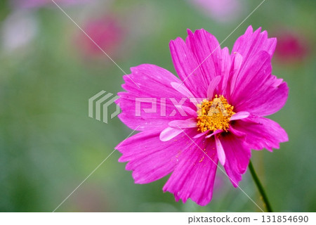Pink cosmos 131854690