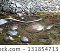 There are snakes in Todoroki Valley 131854713