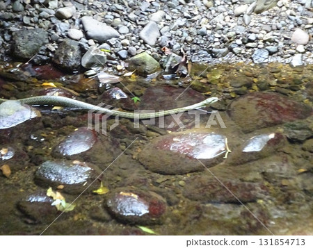 等等力溪谷有蛇 131854713